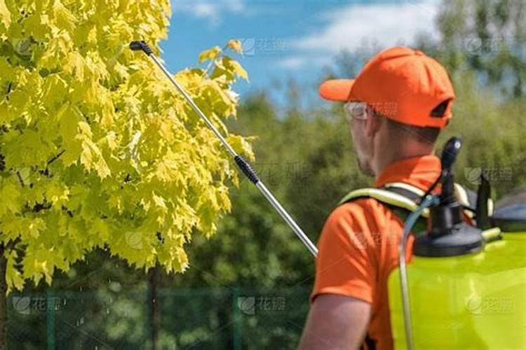 冬季的园林绿化植物养护措施