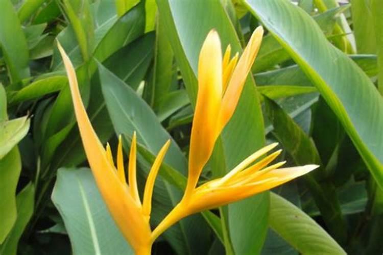 天堂鸟的养护方法 你知道天堂鸟的养护方法吗