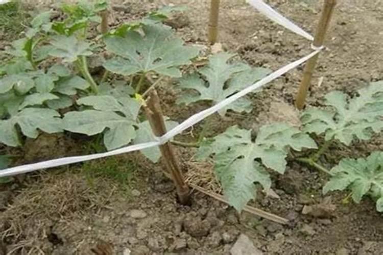 西瓜追肥用什么肥料好