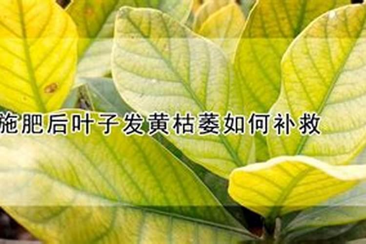 桔子树施肥叶子怎么变黄了,烂根处理更换盆土养护