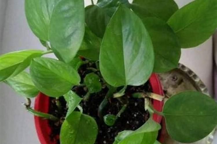 施肥过多烧苗怎么处理