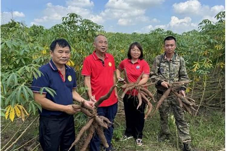 红薯最忌施什么肥？如何正确的给红薯施肥？