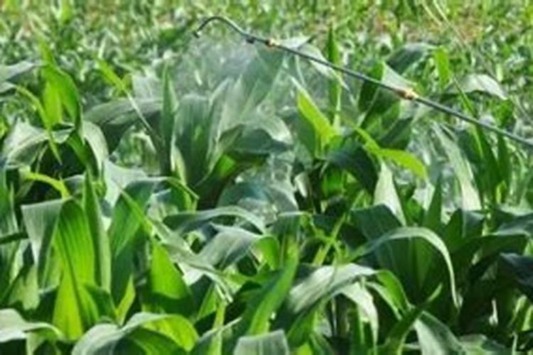 玉米专用叶面肥什么牌子好