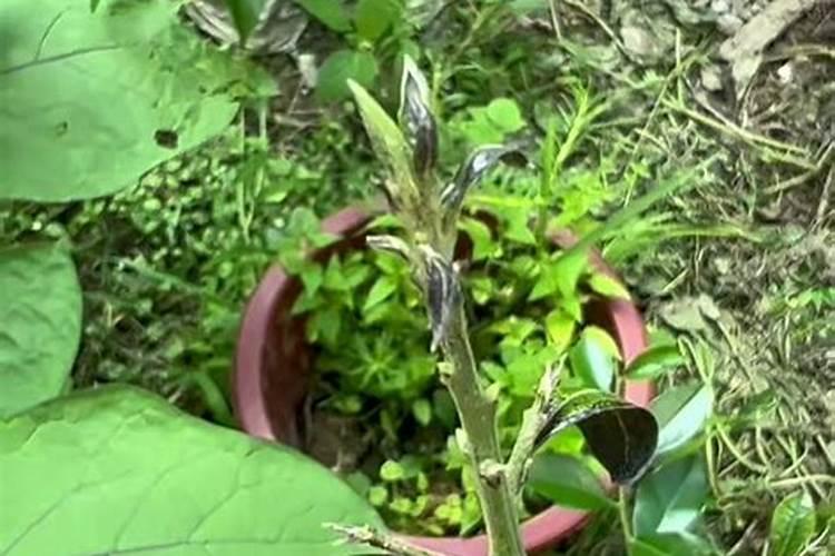 中国水溶肥的前十名中国十大水溶肥排名