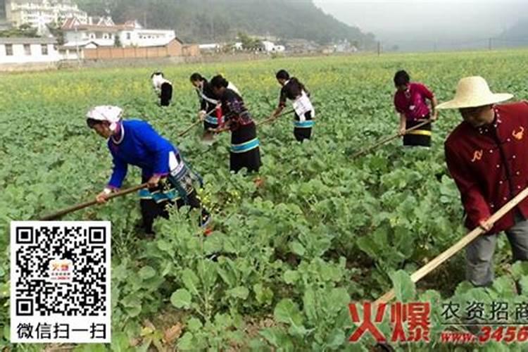 油菜喷施叶面肥技术