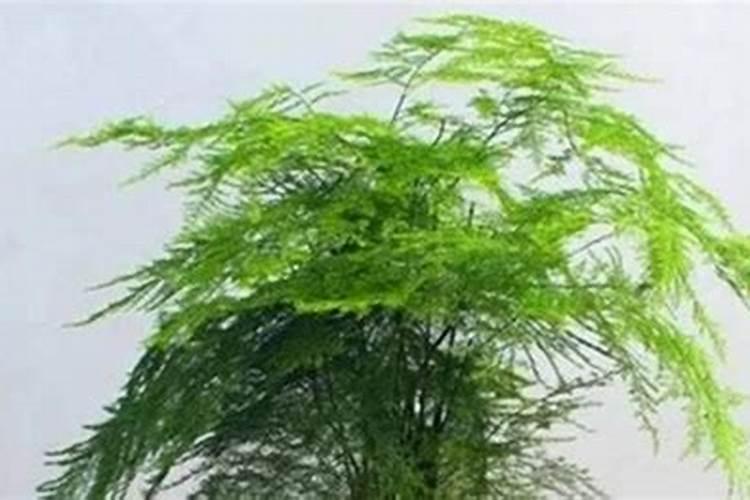 对于桃子不上色的情况用什么药好