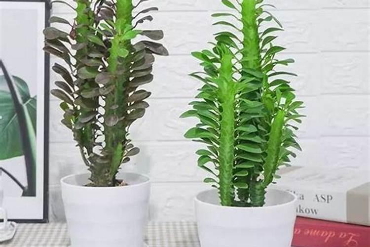 龙骨花生长缓慢是怎么回事？如何才能让龙骨长得旺盛？