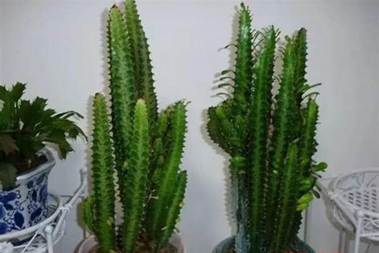 这花摆一盆放客厅,可以“辟邪”“旺运”,关键是好养