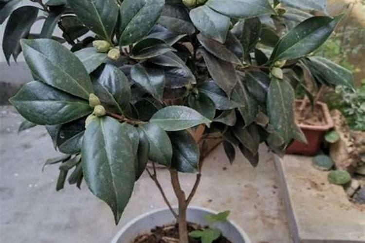 茶花施什么肥最好,什么时候施肥