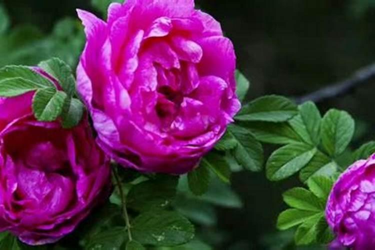 芒果催花打什么药