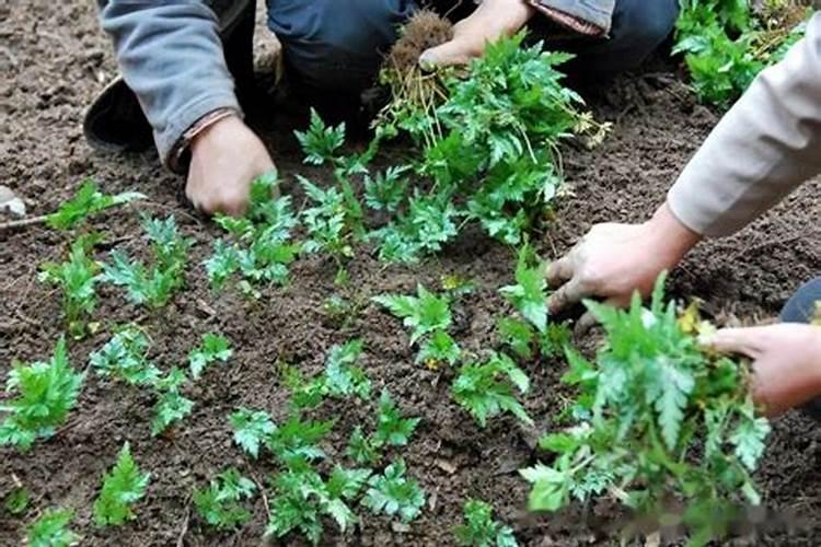 李子的营养成分都有哪些？