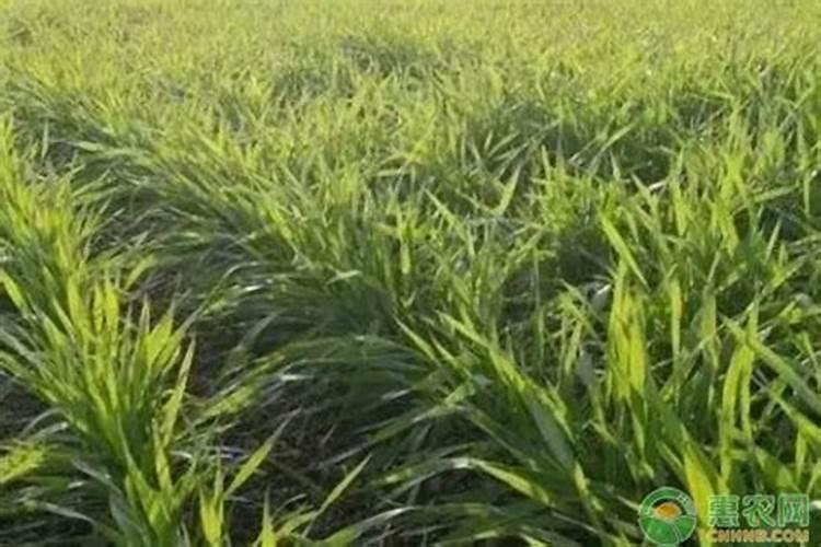 小麦返青后浇水能撒施钾肥吗？
