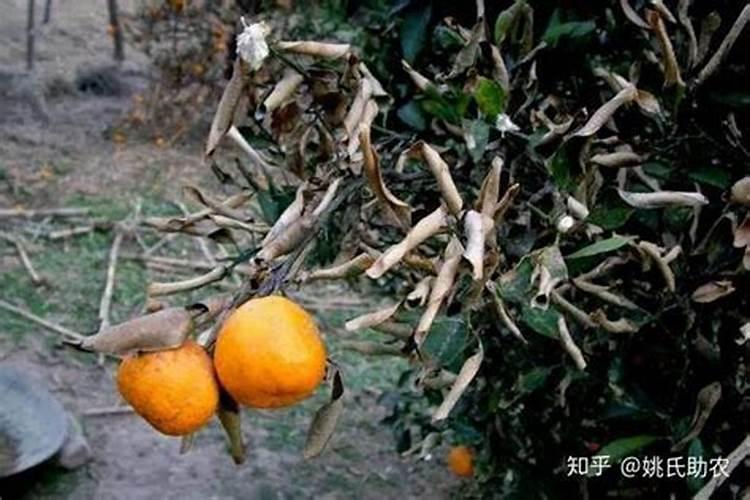 柑橘用什么水溶肥好