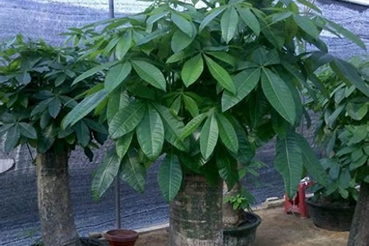 养花,磷酸二氢钾和花多多,还有奥绿肥,哪种好些啊？