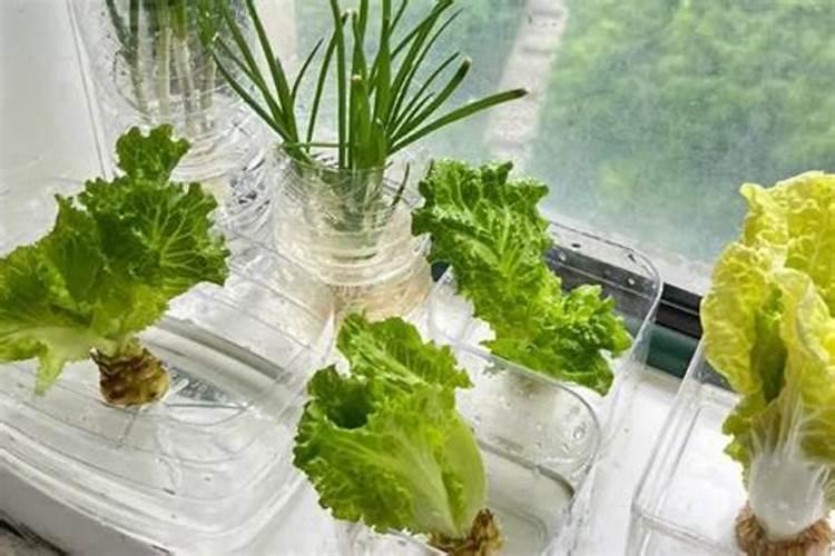 家庭怎样种水培空心菜