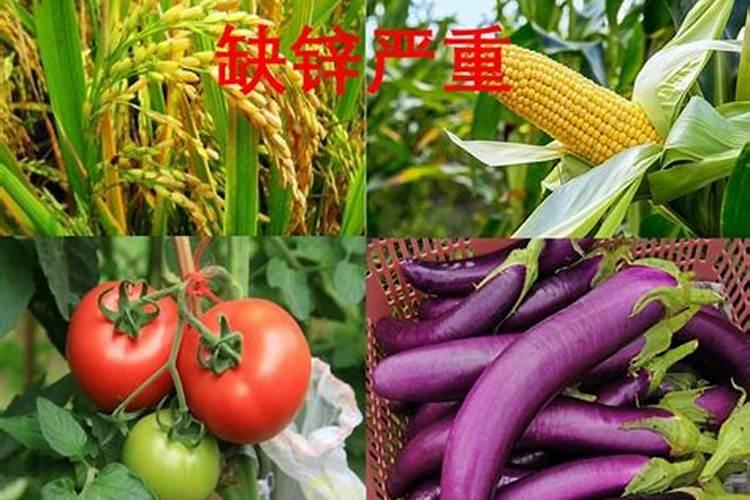 为什么种植油菜要增施硼肥？硼肥的功效有哪些？