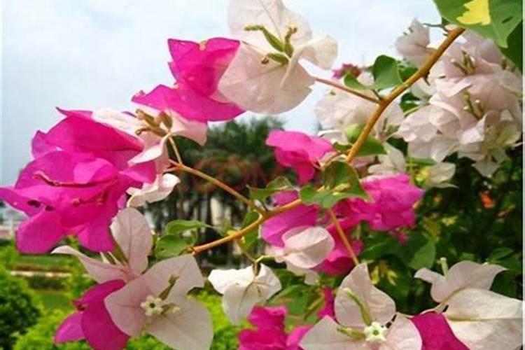 流体硼叶面肥的用量及使用