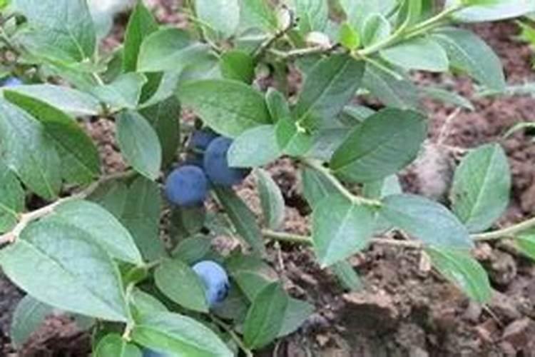 矿源黄腐酸、生化黄腐酸效果都一样？千万可别上当了!