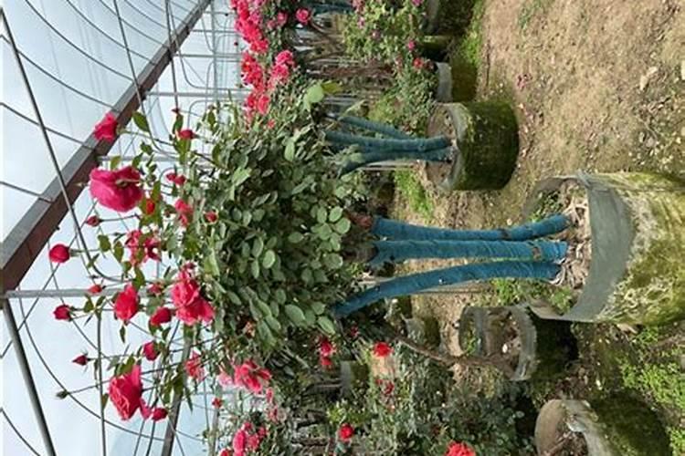 树桩月季养殖方法和注意事项