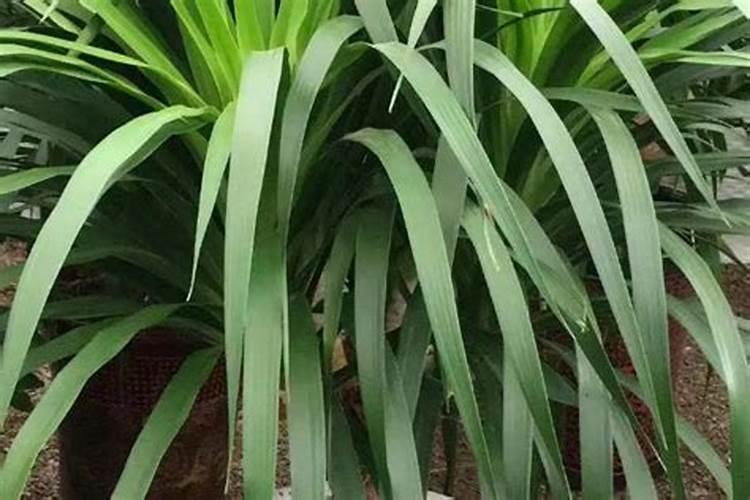 碧护大量元素水溶肥价格