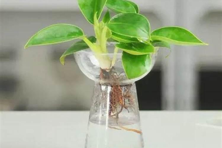 水培植物怎么施肥比较好