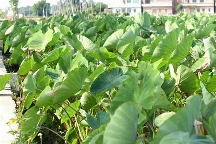 油菜什么时候施硼肥 油菜哪个时候施硼肥
