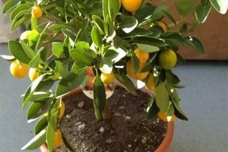 沙糖桔施肥方法及注意事项