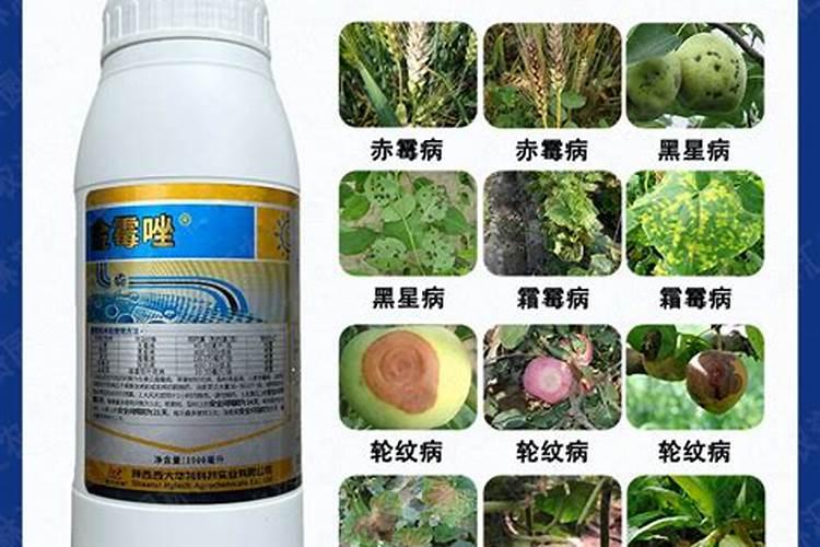 荔枝用什么肥料最好？4个施肥要点,千万要注意!