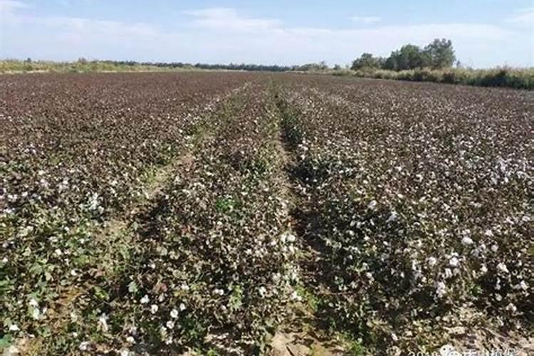 液体氮一亩地喷施多少