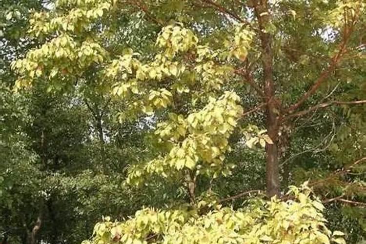 香樟树黄化病的防治方法