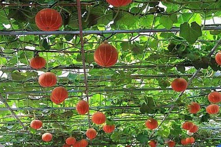 蔬菜种植缺硼有什么症状？如何正确补硼？