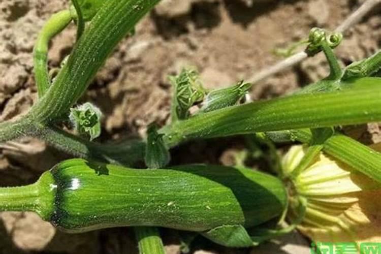 南瓜开花结果期上粪肥