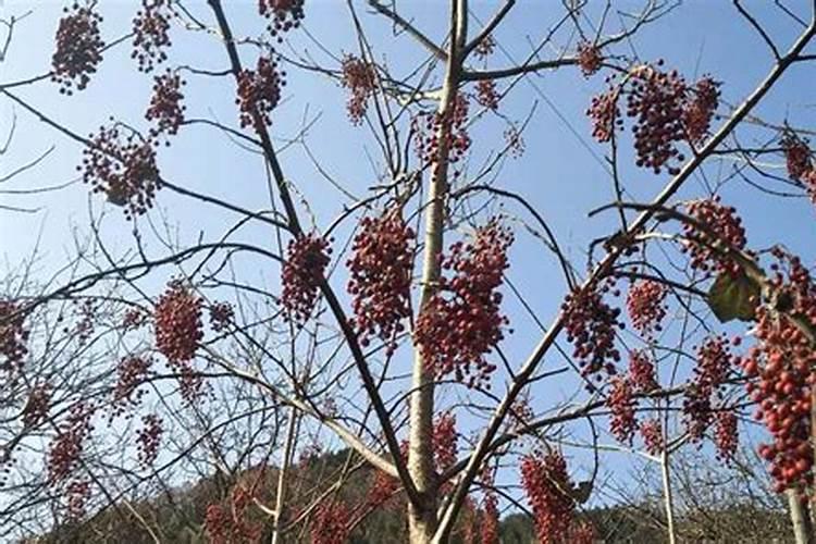 水溶肥怎么使用 水溶肥正确使用方法