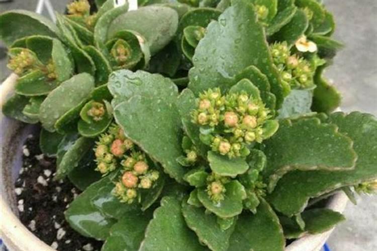 长寿花长花苞后怎么养护？