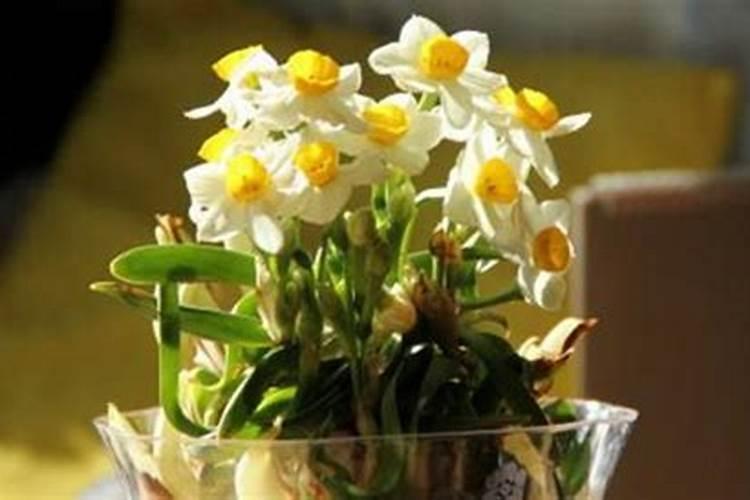 怎样让水仙花期延长