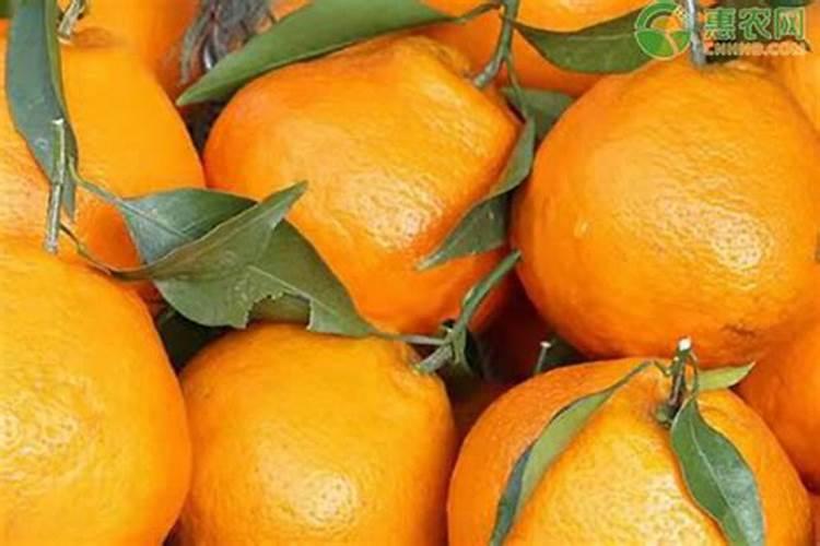 水养植物用什么肥料简单又适用