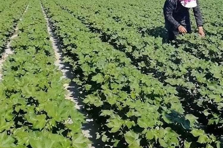 多肽鱼蛋白能和矿源黄腐酸钾一起用吗？