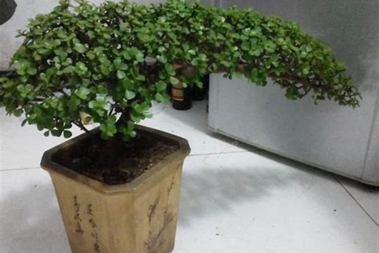 槟榔种植后什么时候浇水 槟榔多久浇水一次