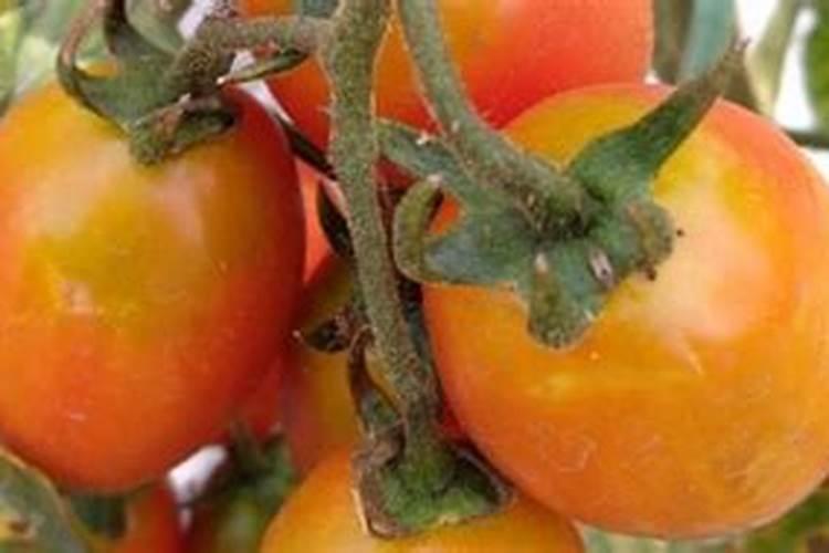 槟榔树的浇水方法(槟榔树的浇水方法和技巧)