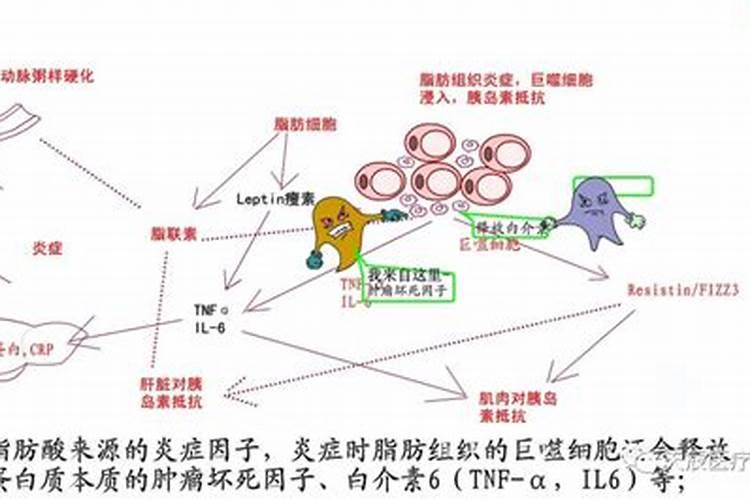 优果素和花果素的区别