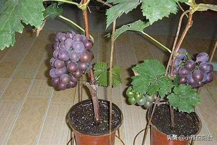 玉米粉的水分活度
