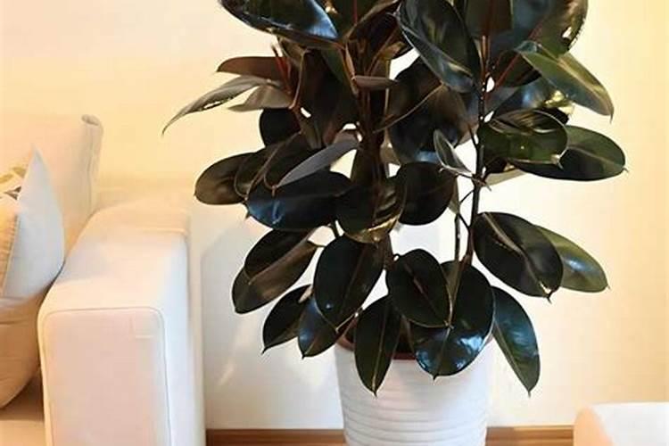 南瓜最好的肥料是什么？