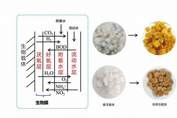 薄荷用什么土种比较好