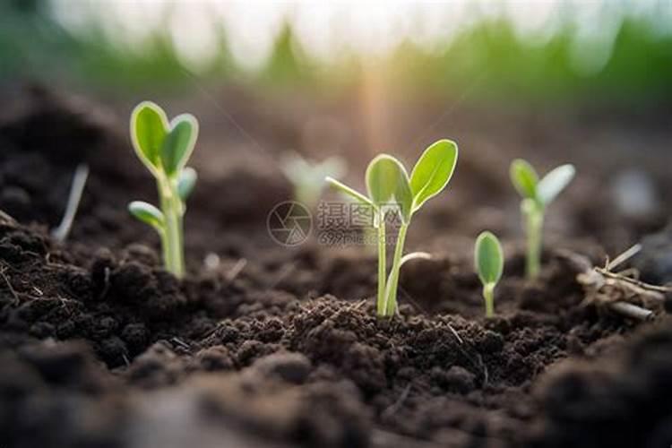 植物生长调节剂的种类及使用方法大解析