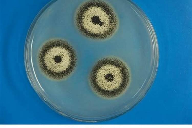 专家请问我是户太八号葡萄什么时间打坐果药好