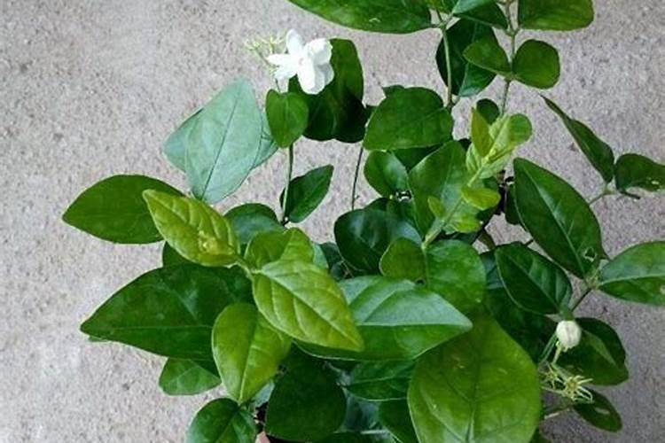 钾肥和磷肥能一起用吗 钾肥和钙肥可以混用吗