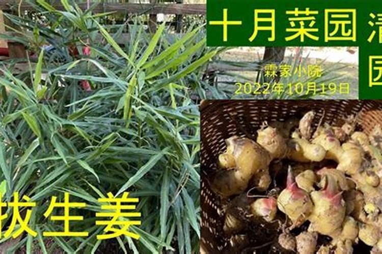 生姜追肥用什么肥料好