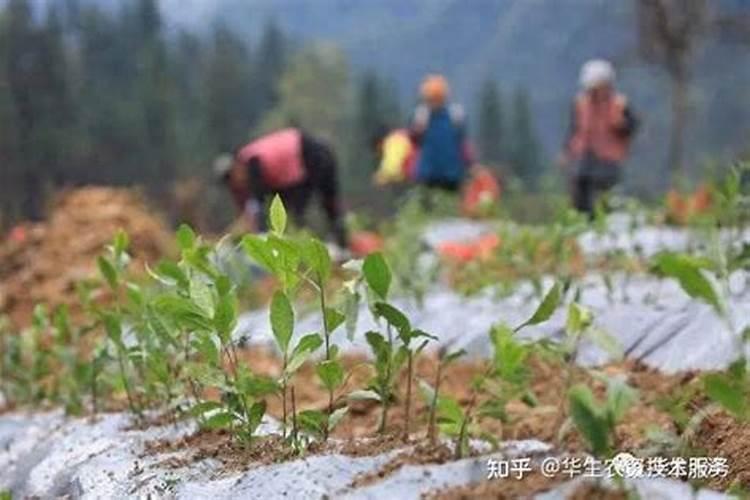 天脊复合肥价格大全