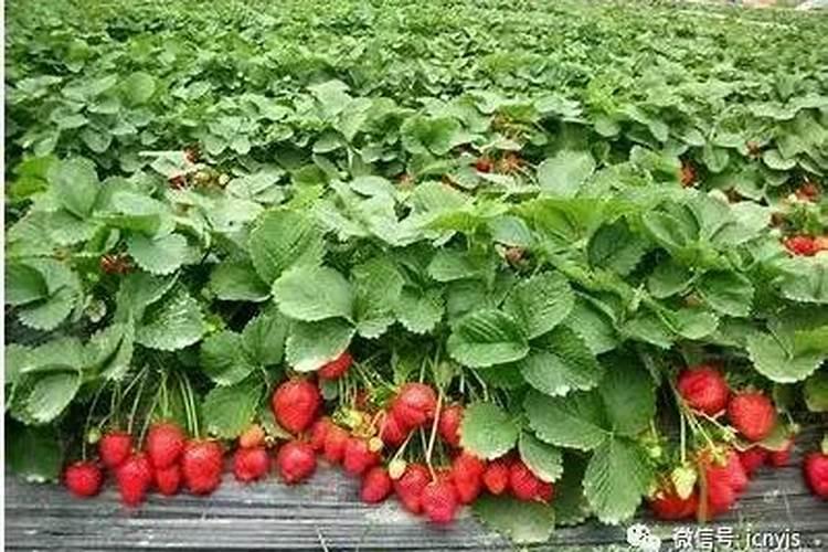 怎么知道叶面肥的真假呢