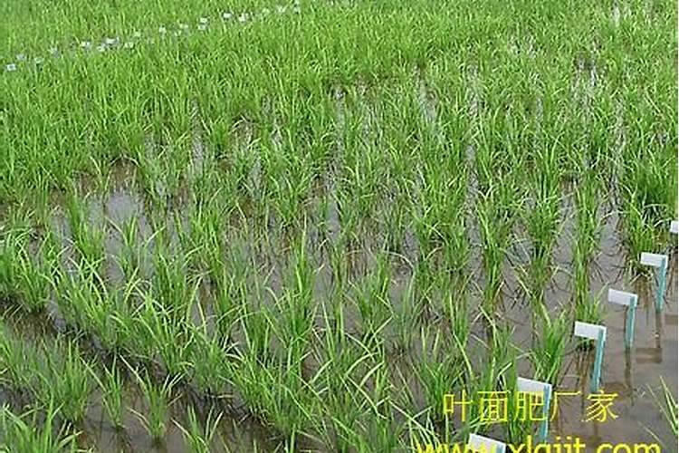 水稻什么时候撒叶面肥